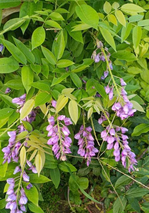 紫藤花适合在热带种植吗？