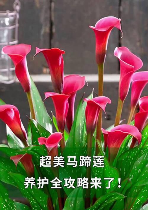 如何轻松搞定马蹄莲开花秘籍？
