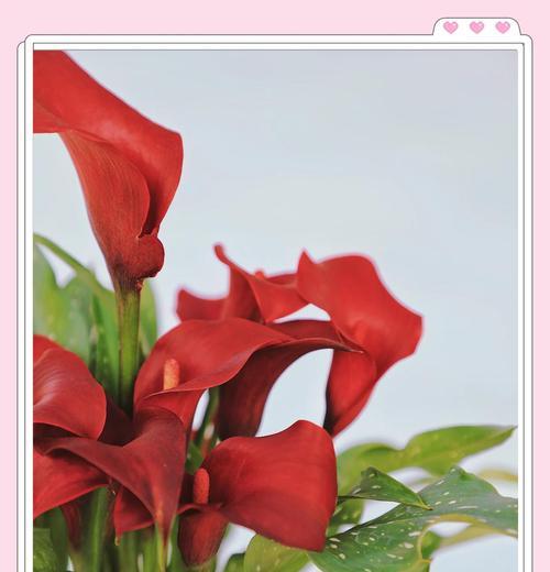 如何轻松搞定马蹄莲开花秘籍？