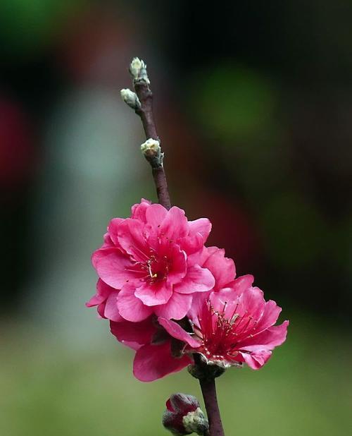 桃花苞素材有哪些特点？