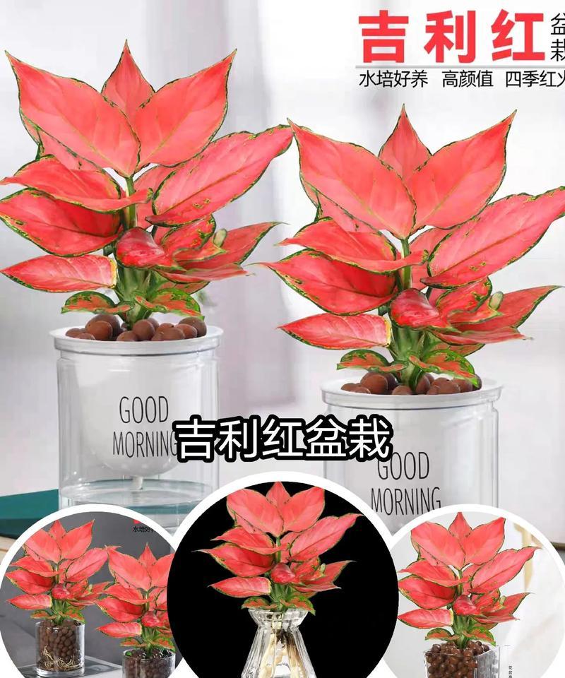 20种“吉利”大盆栽有哪些？