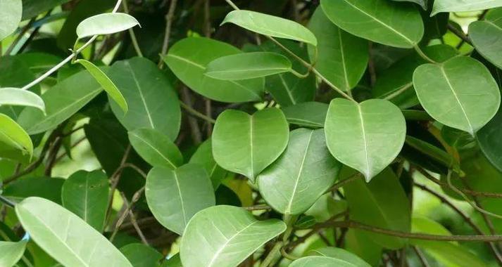 花朵洁白芳香的藤本植物马达加斯加茉莉有什么特点？