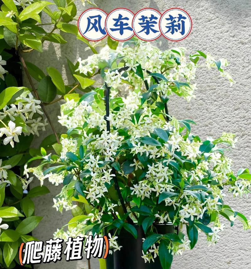 花朵洁白芳香的藤本植物马达加斯加茉莉有什么特点？