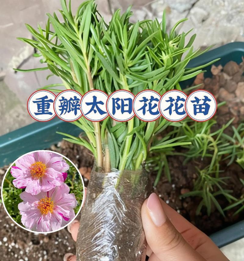 太阳花苗盆栽的养护方法是什么？