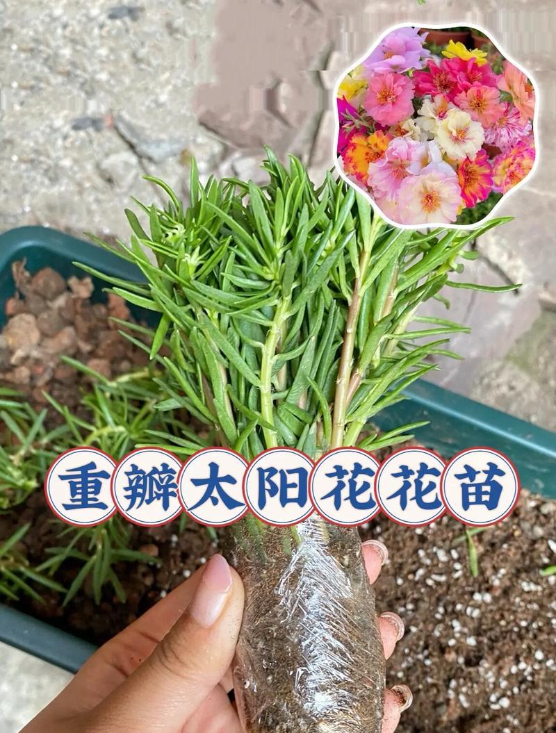 太阳花苗盆栽的养护方法是什么？
