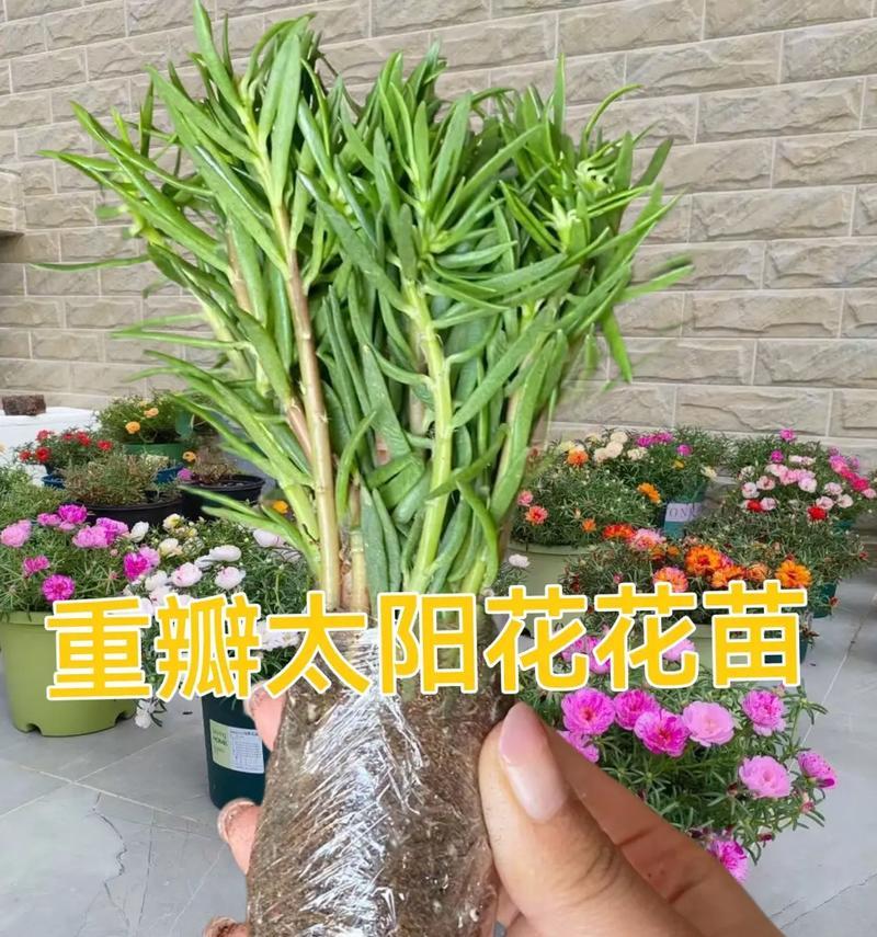 太阳花苗盆栽的养护方法是什么？