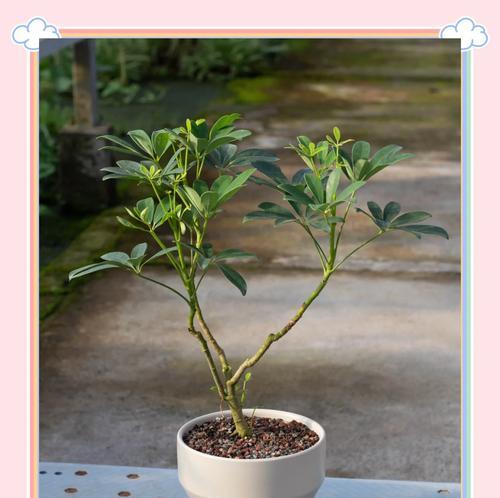 养护小鸭掌木有哪些实用技巧？