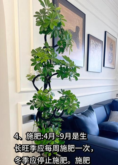 养护小鸭掌木有哪些实用技巧？