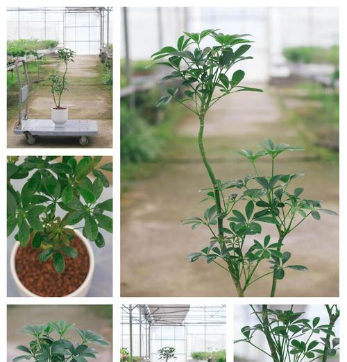 养护小鸭掌木有哪些实用技巧？