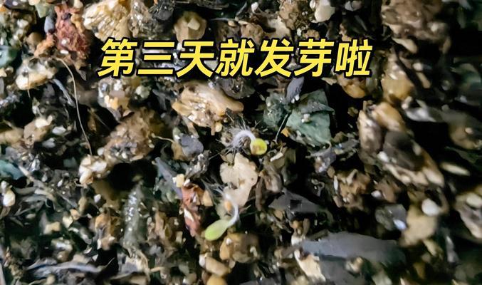 生石花养殖有哪些攻略？