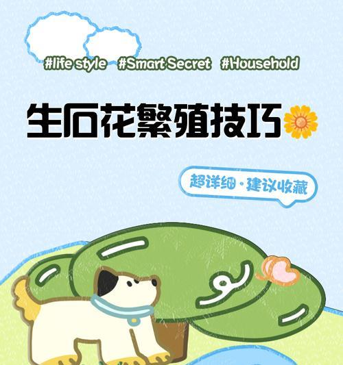 生石花养殖有哪些攻略？