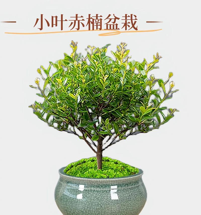 假绿色植物小盆栽有哪些特点？