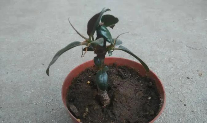如何让橡皮树蹭蹭长新叶？