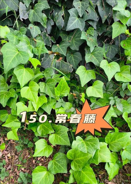 常青藤对阳光的需求是什么？