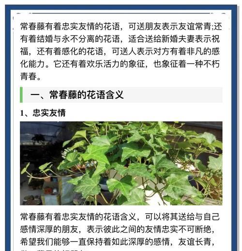 常青藤对阳光的需求是什么？