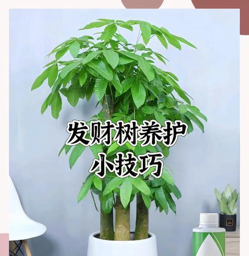 水竹使用通用型营养液有哪些小技巧？