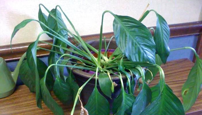 植物花盆栽的养护技巧有哪些？
