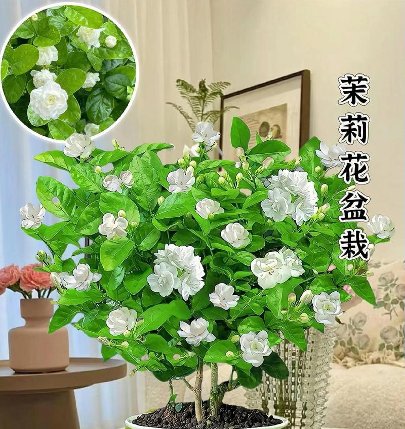 植物花盆栽的养护技巧有哪些？
