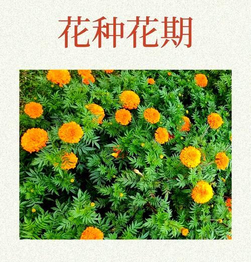 万寿菊从播种到开花需要注意什么？