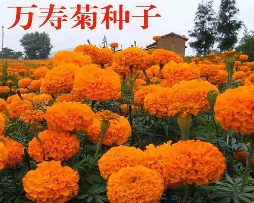 万寿菊从播种到开花需要注意什么？
