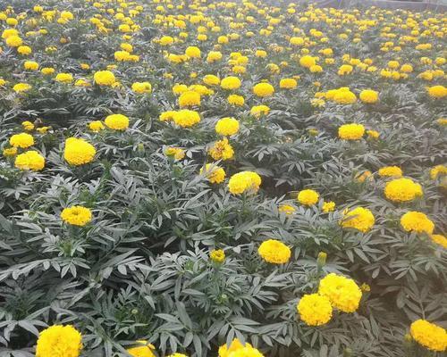 万寿菊从播种到开花需要注意什么？