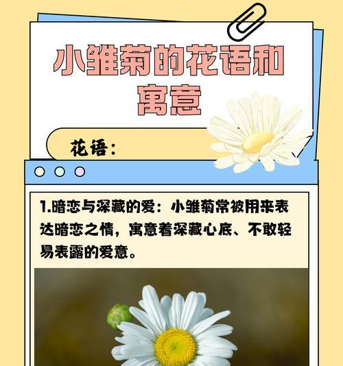 雏菊鲜切花的保鲜方法是什么？