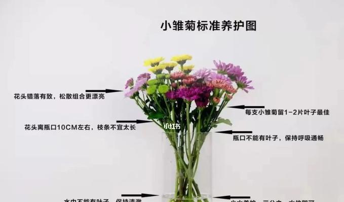 雏菊鲜切花的保鲜方法是什么？