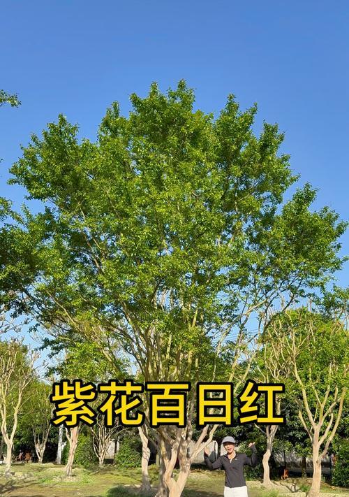 百日红大红花紫薇的生长特点是什么？