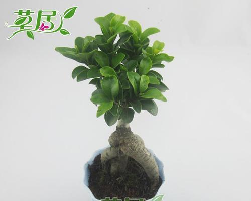 榕树盆景造型树桩的制作方法是什么？