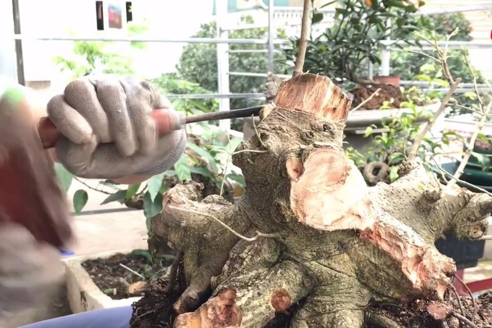 榕树盆景造型树桩的制作方法是什么？