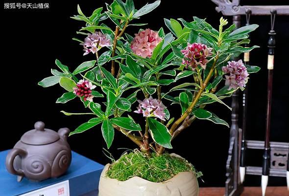 扦插花枝生根过程中应注意什么？