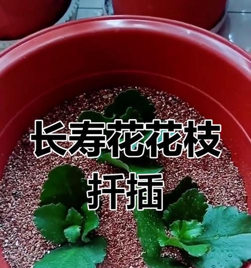 扦插花枝生根过程中应注意什么？