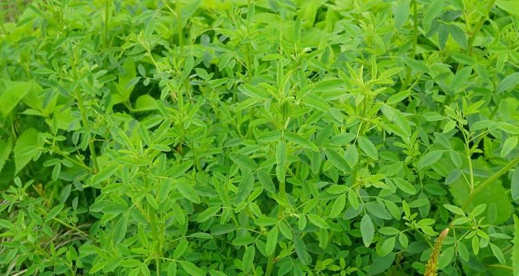 户外种植时最常见的植物是什么？