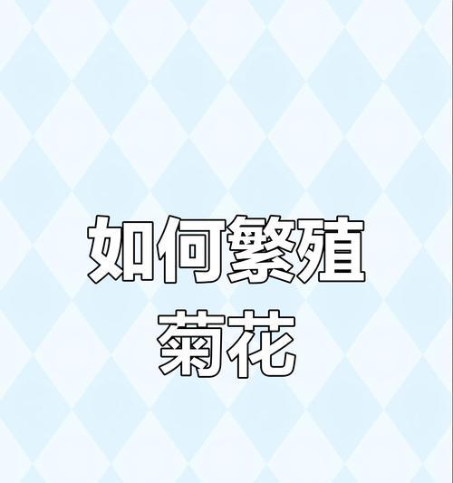 菊花扦插应该如何操作？