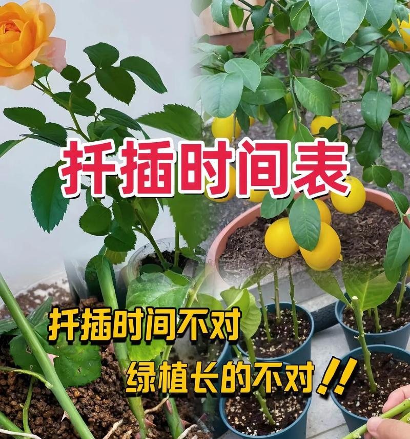 菊花扦插应该如何操作？