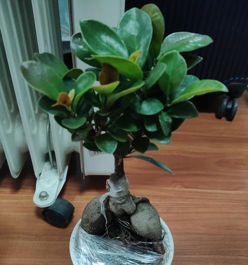 花卉盆景榕树的养护要点是什么？