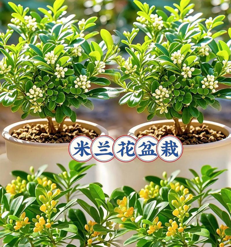花卉盆栽米兰花的养殖技巧有哪些？