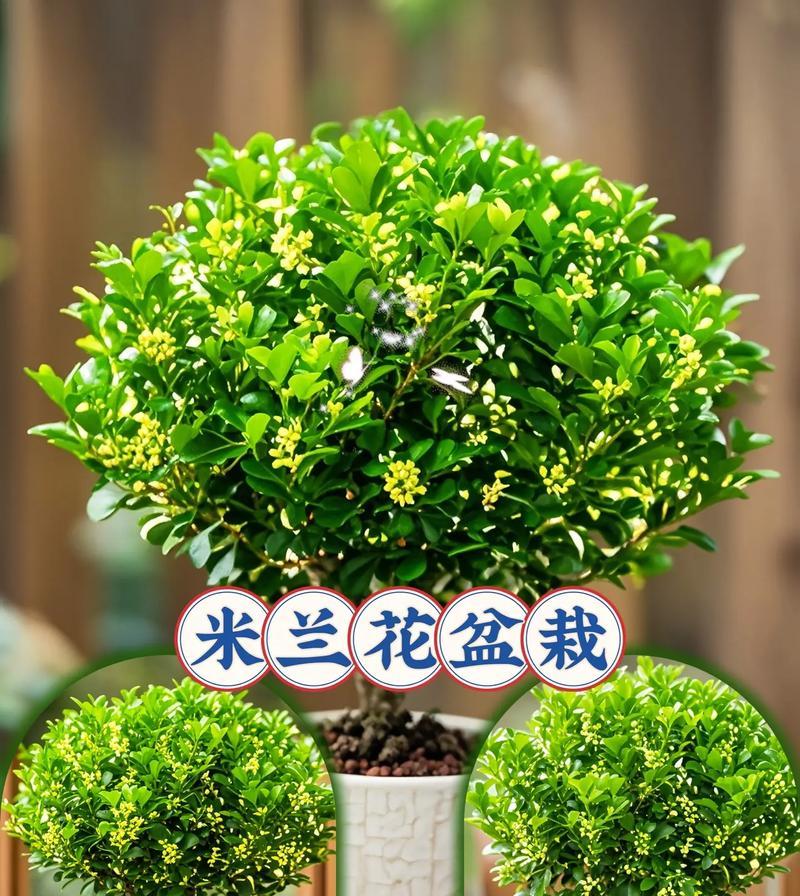 花卉盆栽米兰花的养殖技巧有哪些？