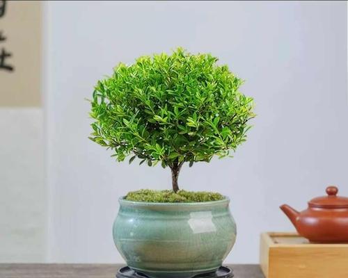 办公室适合哪些小盆景植物？