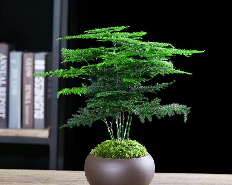 办公室适合哪些小盆景植物？