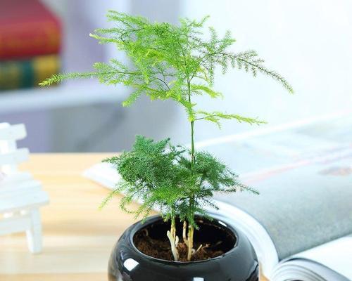 办公室适合哪些小盆景植物？