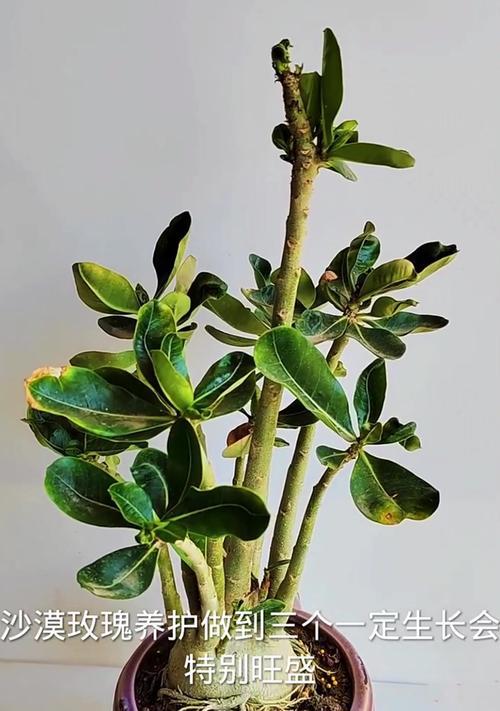 沙漠玫瑰的养殖方法有哪些？