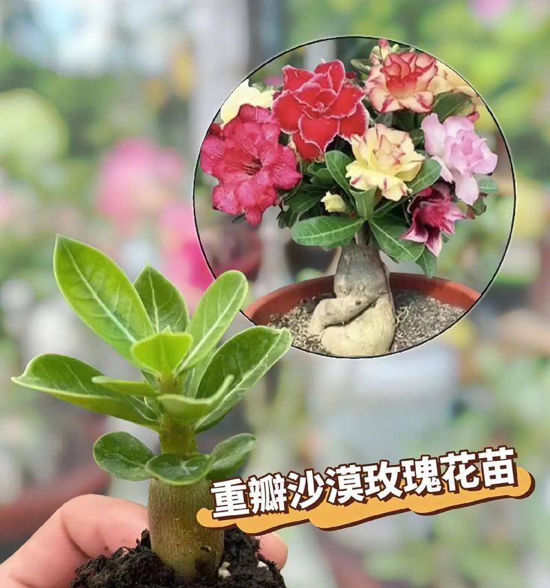 沙漠玫瑰的养殖方法有哪些？