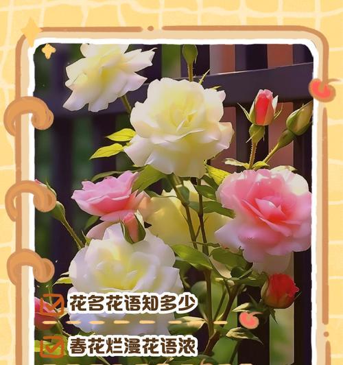 如何正确养护室内植物？每天的花花养护知识告诉你！
