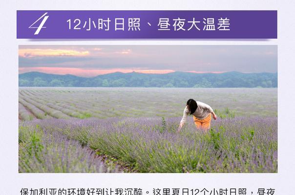 阳台养薰衣草全日照和土壤管理要点是什么？