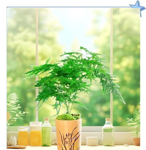 新装修房子适合放哪些植物来吸收甲醛？