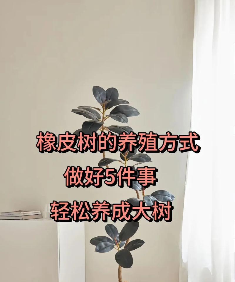 花叶橡皮树的养护方法是什么？