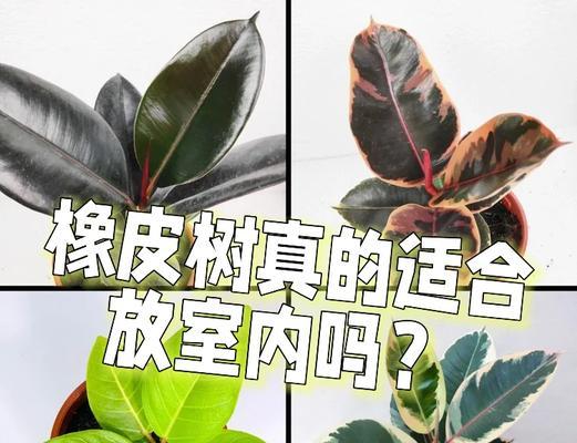 花叶橡皮树的养护方法是什么？