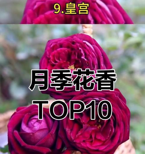 月季品种众多，哪一款最适合你？