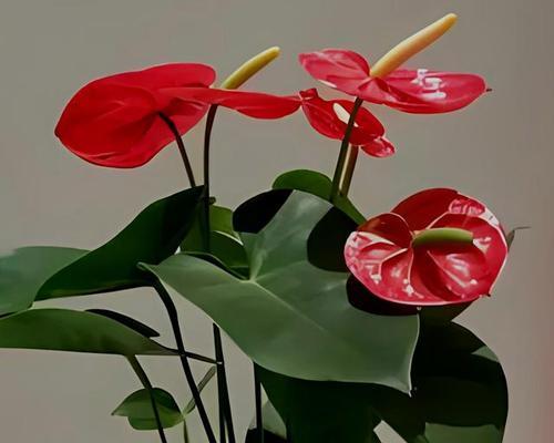 室内花卉植物红掌的养护方法是什么？